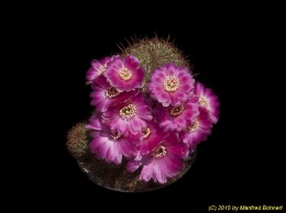 Sulcorebutia frankiana WR290 2022